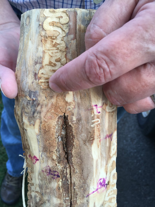 Damage caused by the Emerald Ash Borer insect.